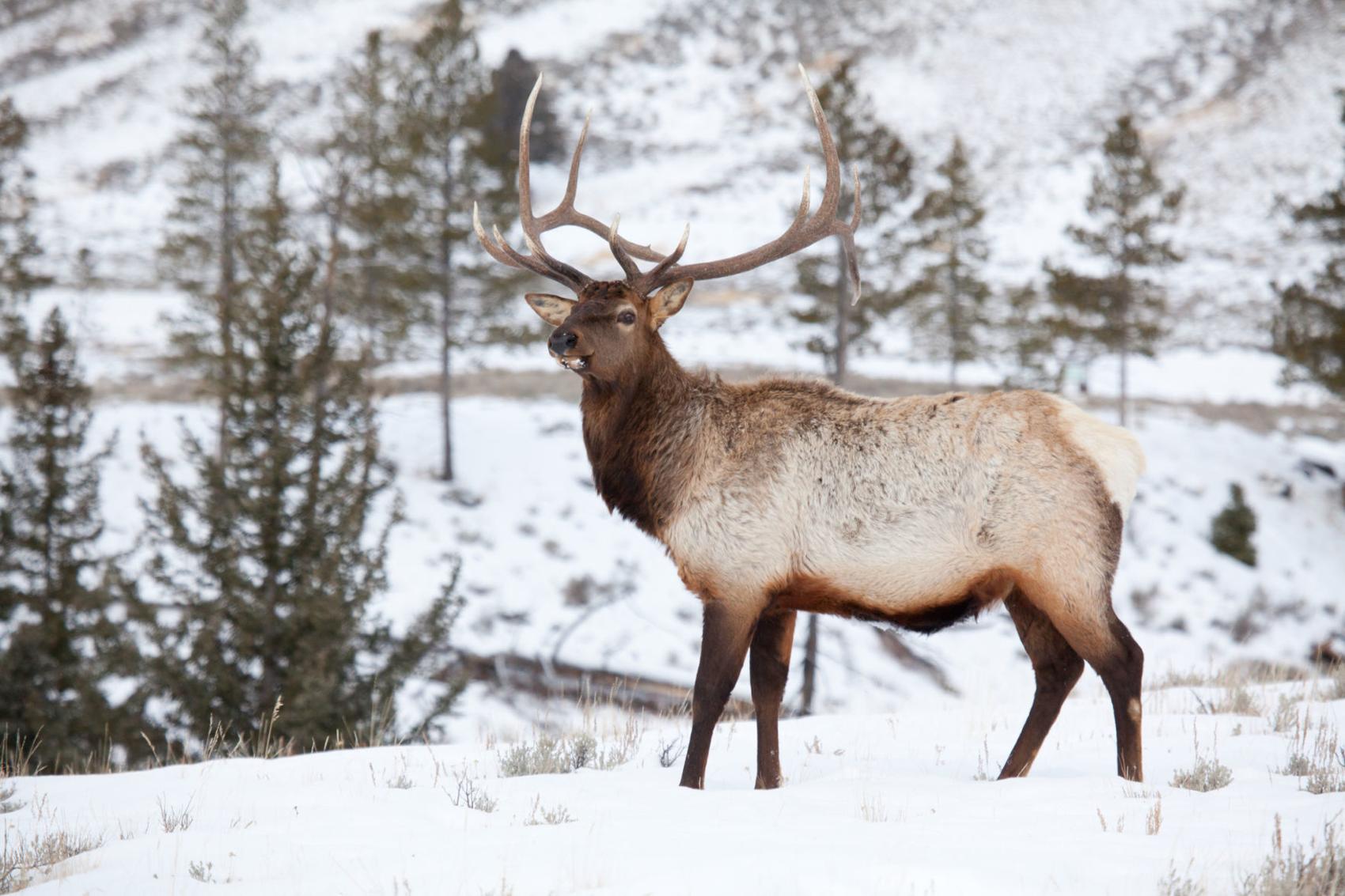deer photo